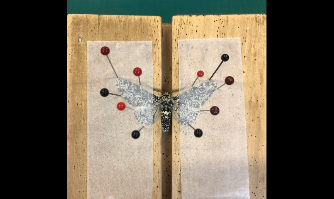 A black and white moth pinned onto two wooden boards by ten small pins.